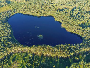Litvanya ormanlarındaki bir gölün havadan görünüşü, vahşi doğa. Gölün adı 