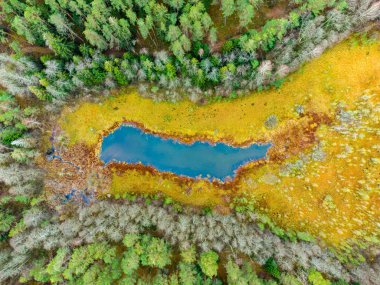 Litvanya ormanlarındaki göl manzarası, vahşi sonbahar doğası. Varena bölgesi, Avrupa.