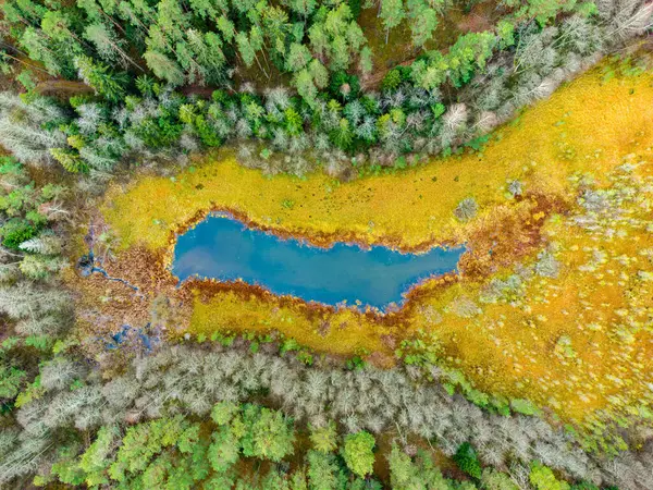 Litvanya ormanlarındaki göl manzarası, vahşi sonbahar doğası. Varena bölgesi, Avrupa.