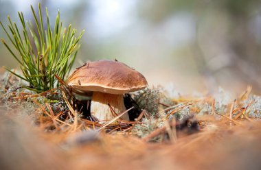 Orta boy boletus. Ormanın beyaz yosunu. Boletus edulis