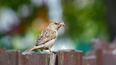 Ev serçesi ahşap bir çite tünedi. Köy çitleri. Yumuşak yeşil ve beyaz arkaplan.
