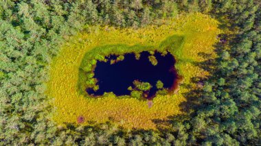 Litvanya ormanlarındaki gölün havadan görünüşü, vahşi yaz doğası. Varena bölgesi, Avrupa.