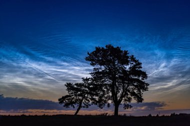 Sabahın erken saatlerinde gece parlayan bulutlar, ön planda iki yakın eğimli ağaç silueti ile birlikte. Güneş doğmadan önce nadir ve barışçıl bir doğa olayı