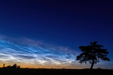 Tarlalarda yapayalnız bir çam ağacı, sabahın erken saatlerinde gökyüzünün arka planında, gece bulutlarıyla