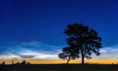Sabahın erken saatlerinde gece parlayan bulutlar, ön planda iki yakın eğimli ağaç silueti ile birlikte. Güneş doğmadan önce nadir ve barışçıl bir doğa olayı