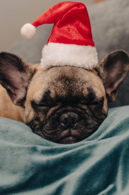 Noel Baba şapkalı sevimli buldog yavrusu. Noel arkaplanının üzerinde uyuyor. Evcil hayvanlar Noel kavramını kutluyor. Yüksek kalite fotoğraf