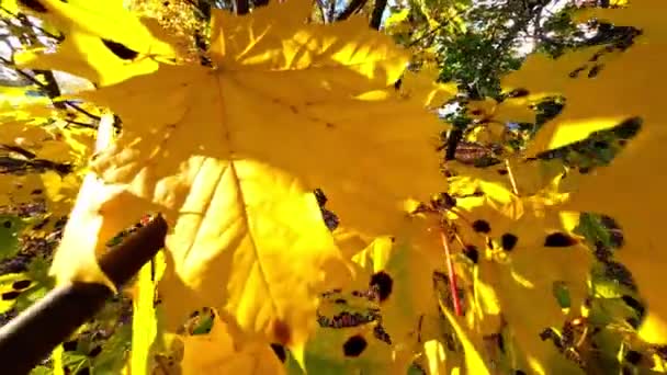 Kimyasal Izler Uygulandıktan Sonra Ağaçlardaki Akçaağaç Yapraklarının Görüntüsü Havalanması Siyah — Stok video