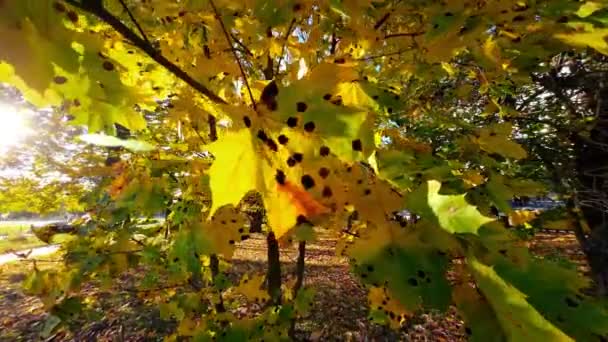 ケムトレイルが適用され 空中に放出された後 木の上のカエデの葉のビュー 黒い斑点のある葉のビュー 高品質4K映像 — ストック動画