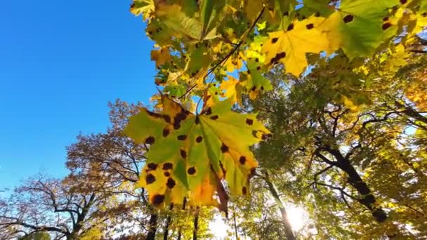 ケムトレイルが適用され 空気中に放出された後 木の上のカエデの葉のビュー 黒い斑点のある葉のビュー 高品質4K映像 — ストック動画