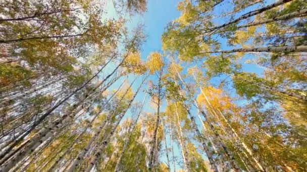 Μια Άποψη Των Κορυφών Των Δέντρων Έναν Κύκλο Φθινόπωρο Στο — Αρχείο Βίντεο