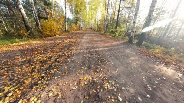 Widok Jesiennej Alejki Brzozy Lesie Latvija Kamera Porusza Się Dołu — Wideo stockowe