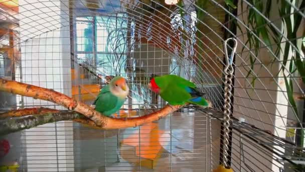 Lovely Parrots Breed Lovebirds Cage Kissing High Quality Fullhd Footage — Stock Video