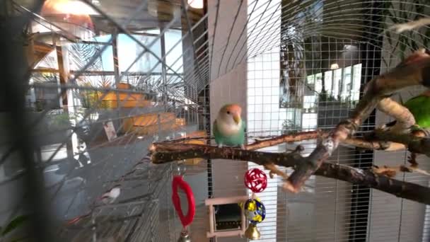Piękny Kolorowy Papuga Rasy Gołąbeczki Klatce Zabawny Ruch Głowie Jak — Wideo stockowe