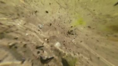 Baltık deniz suyunun altında kıyıya yakın bir manzara. Yavaş çekimde yakın çekim. Yaz tatilleri konsepti. Deniz konseptine seyahat. Yüksek kaliteli FullHD görüntüler.