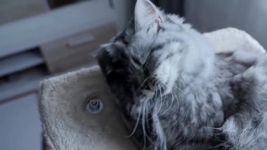 Tüylü, güzel İran kedisi pençelerini yıkıyor. Evdeki rafta yatıyor..