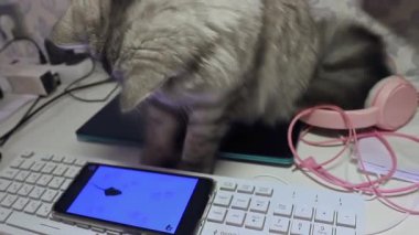 Fluffy beautiful persian grey cat is playing in mouse simulator game by phone.