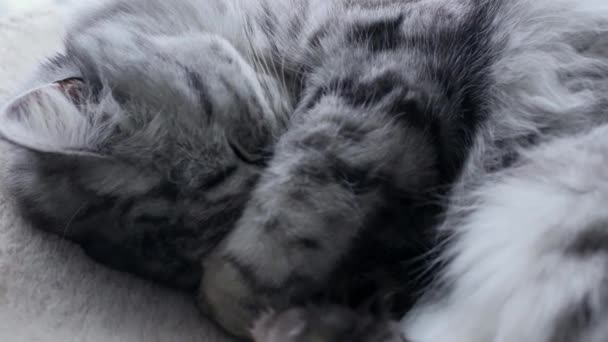毛绒绒美丽的波斯灰猫正躺在家里的架子上睡觉 — 图库视频影像
