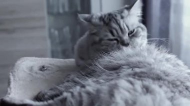 Tüylü, güzel İran Gri kedisi kendini yıkıyor. Evdeki rafta yatıyor..