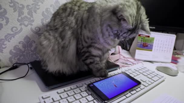 可笑的绒毛波斯灰猫在用电话玩鱼模拟游戏 — 图库视频影像
