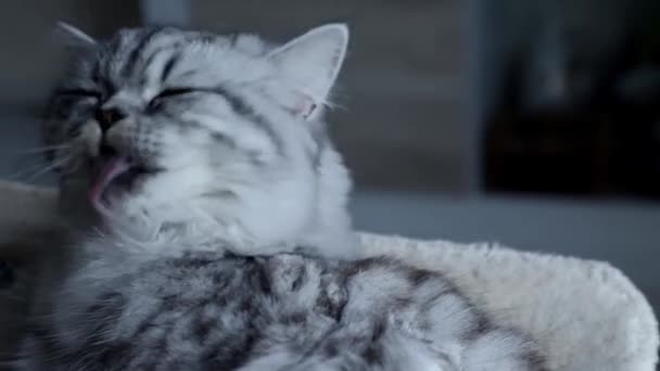毛绒绒美丽的波斯灰猫正躺在家里的架子上洗澡 — 图库视频影像