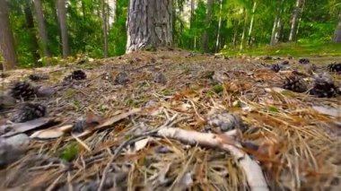 Yaz günü ormandaki ağaçtan düşen koniler. Yaklaş, kamera aşağı doğru hareket ediyor. Düşük hareket. Yüksek kaliteli FullHD görüntüler