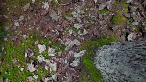 Caduto Vecchio Albero Corteccia Nella Foresta Nel Giorno Estate Vista — Video Stock