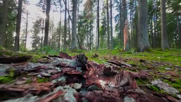 Fallen Old Tree Bark Forest Summer Day Close Camera Movement — Stock Video