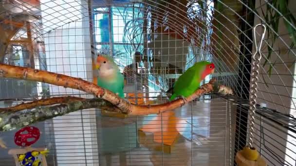 Lovely Parrots Breed Lovebirds Cage High Quality Fullhd Footage — Stock videók