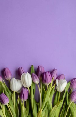 Spring fresh tulips on violet background for mothers day, valentine, easter holidays postcard invitation.Copy space.Top view photo.
