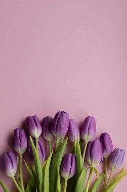 Spring fresh tulips on rose background for mothers day, valentine, easter holidays postcard invitation.Copy space.Top view photo.Vertical photo.