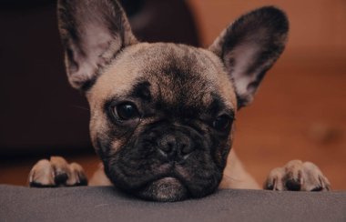 French bulldog puppy look sadly to the camera, portrait ,close up.Life style.Copy space. High quality photo