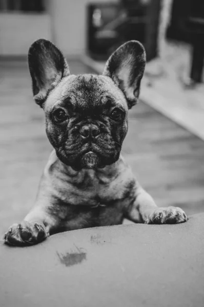 Γαλλικό Bulldog Κουτάβι Φαίνονται Δυστυχώς Στην Κάμερα Κάθετη Φωτογραφία Ασπρόμαυρη — Φωτογραφία Αρχείου