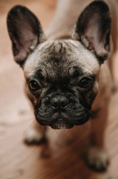 Franska Bulldogg Valp Ser Sorgligt Till Kameran Vertikal Photo Close — Stockfoto