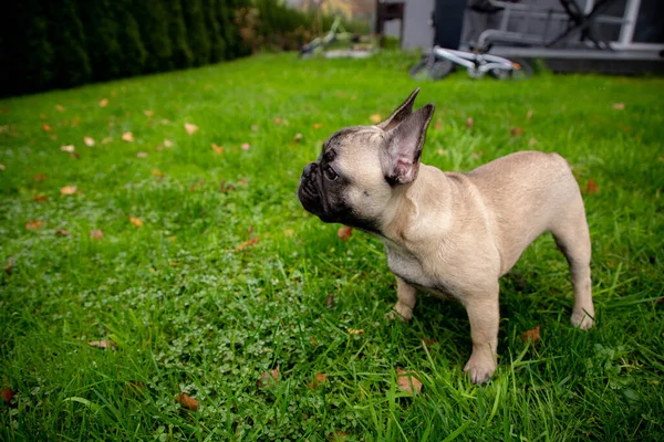 Französische Bulldogge Auf Dem Rasenplatz Kopierraum — Stockfoto