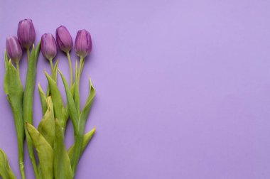 Spring fresh tulips on violet background for mothers day, valentine, easter holidays postcard invitation.Copy space.Top view photo.