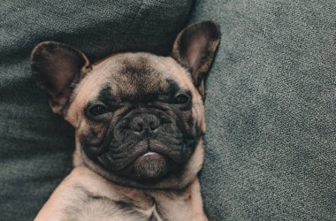 Fransız buldog köpeği gözleri açık bir şekilde kanepede sırt üstü yatıyor. Yavru köpek portresi. Hayat tarzı. Yüksek kalite fotoğraf