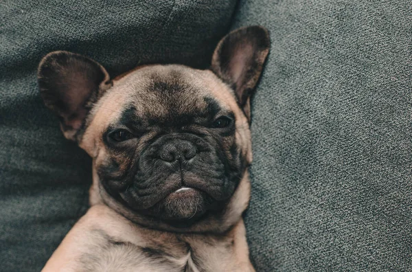 フランスのブルドッグ子犬は目を開けてソファの上に背中に横たわっています 子犬の肖像画 ライフスタイル 高品質の写真 — ストック写真