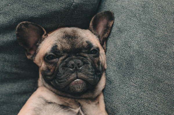 French bulldog puppy lies on its back on the sofa with open eyes.Puppy portrait.Lifestyle. High quality photo