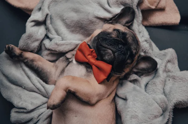 Cachorro Bulldog Francés Divertido Con Una Pajarita Roja Que Duerme —  Fotos de Stock