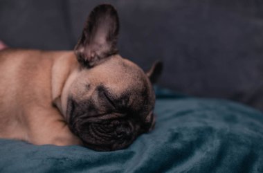 Tatlı Fransız buldog yavrusu evde kanepede uyuyor, portre, yakın çekim. Yaşam tarzını kopyala..