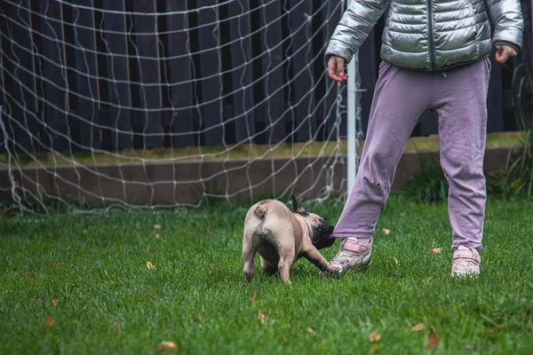 Bulldog Francés Cachorro Divierte Jugando Patio Recreo Agarra Chica Por — Foto de Stock
