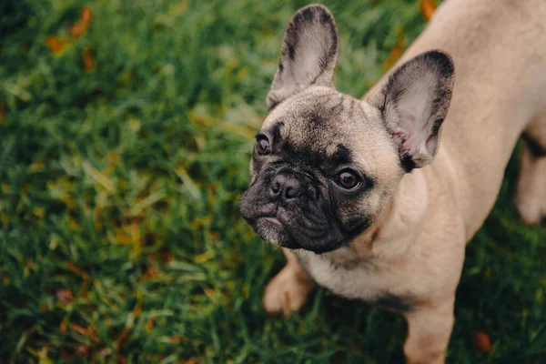 French Bulldog Puppy Portrait Grass Palyground Looks Camera Copy Space — Zdjęcie stockowe