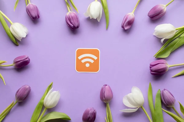 WiFi logo and spring tulips on purple background for mothers day.Copy space.Top view photo.