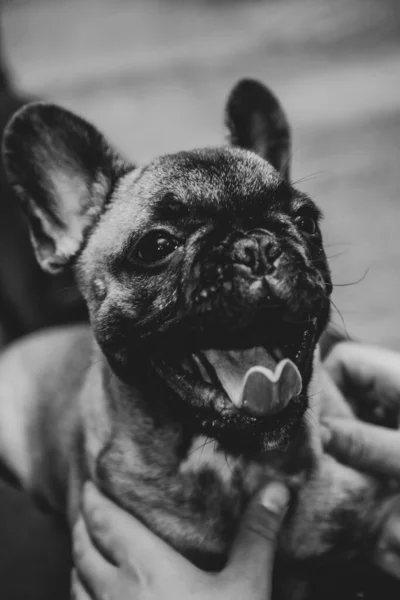 Rolig Fransk Bulldogg Valp Med Öppen Mun Och Utskjutande Tunga — Stockfoto