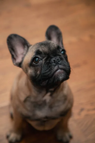 French Bulldog Puppy Look Sadly Camera Vertical Photo High Quality — Stockfoto
