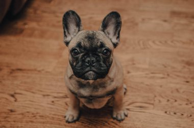 Fransız buldog köpeği yerde oturuyor ve ne yazık ki kameraya bakıyor, portre, yakın çekim. Yüksek kalite fotoğraf