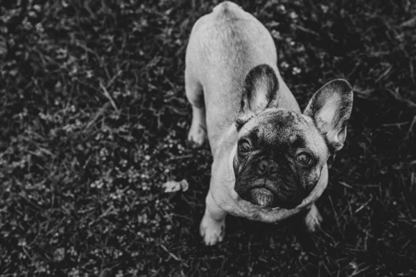 Bulldog Francés Retrato Cachorro Palyground Hierba Mira Hacia Arriba Camera —  Fotos de Stock