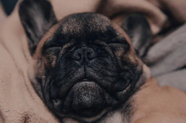 かわいい寝ているフランスのブルドッグ子犬の肖像画 — ストック写真