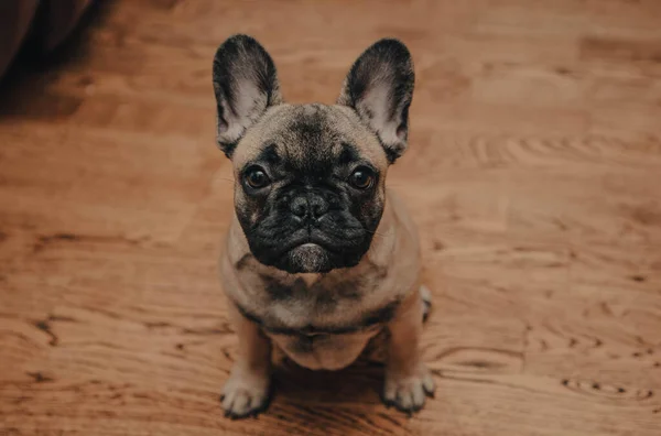 French Bulldog Puppy Sitting Floor Look Sadly Camera Portrait Close — Φωτογραφία Αρχείου