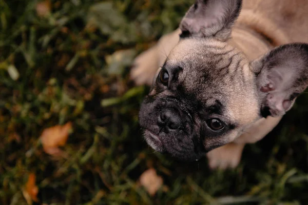 Fransk Bulldogg Valp Porträtt Gräset Palyground Ser Upp Till Kameran — Stockfoto